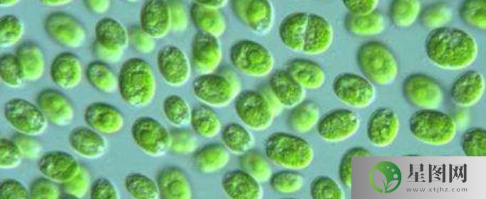 衣藻是真核生物吗(所有藻类都是真核生物吗)