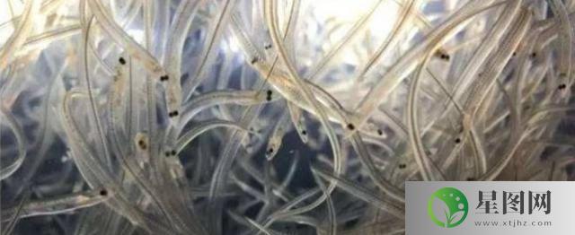 鳗鱼苗为什么被称为软黄金(鳗鱼苗为什么被称为软黄金)