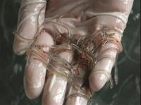 鳗鱼苗为什么被称为软黄金(鳗鱼苗为什么被称为软黄金)